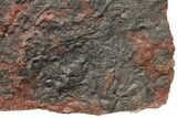 Silurian Fossil Crinoid (Scyphocrinites) Plate - Morocco #148859-4